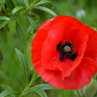 belle-fleur-de-coquelicot-